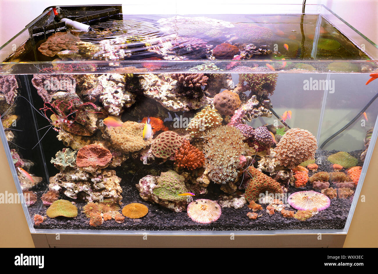 Mini-Reef Marine aquarium Stockfoto