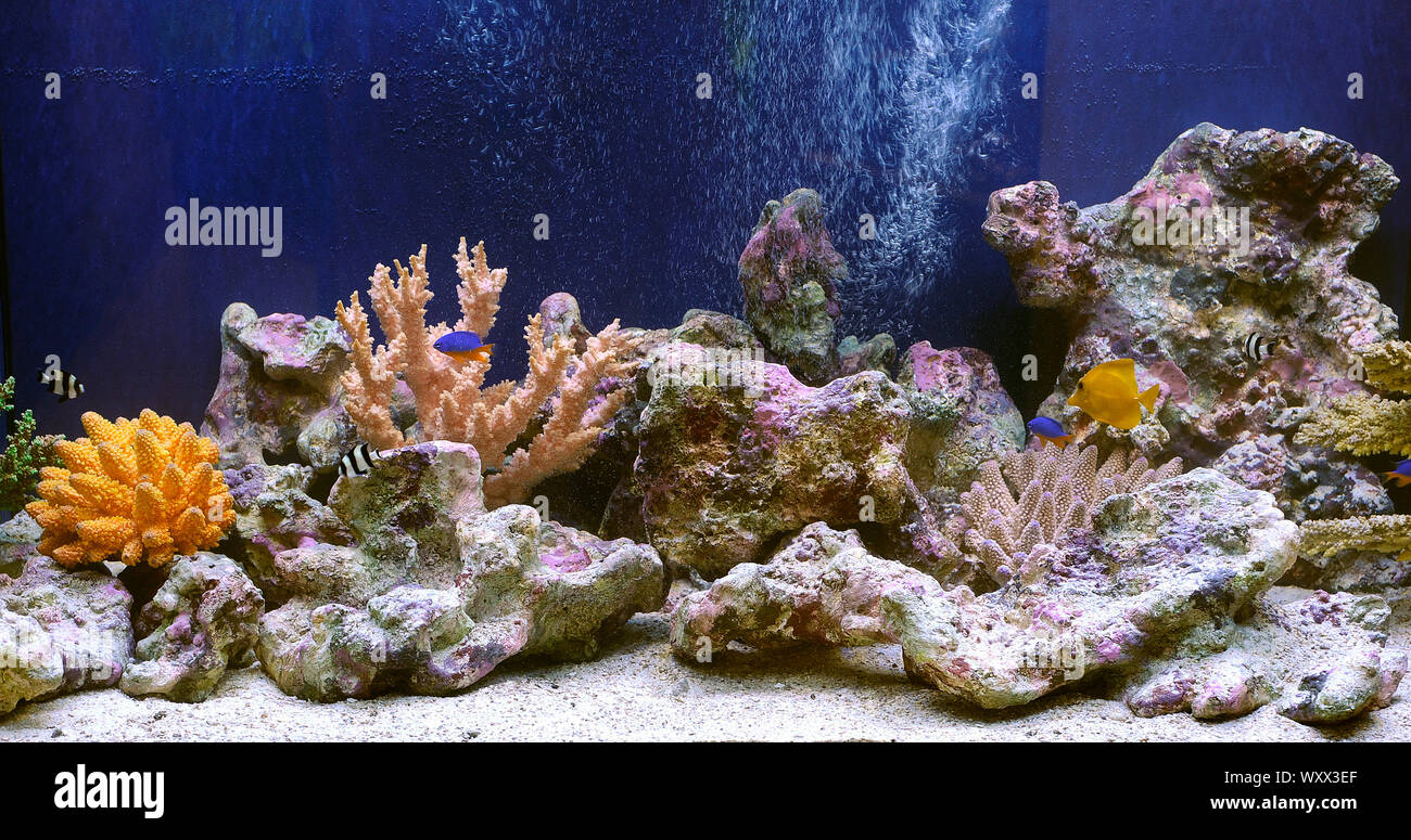 Marine aquarium Stockfoto