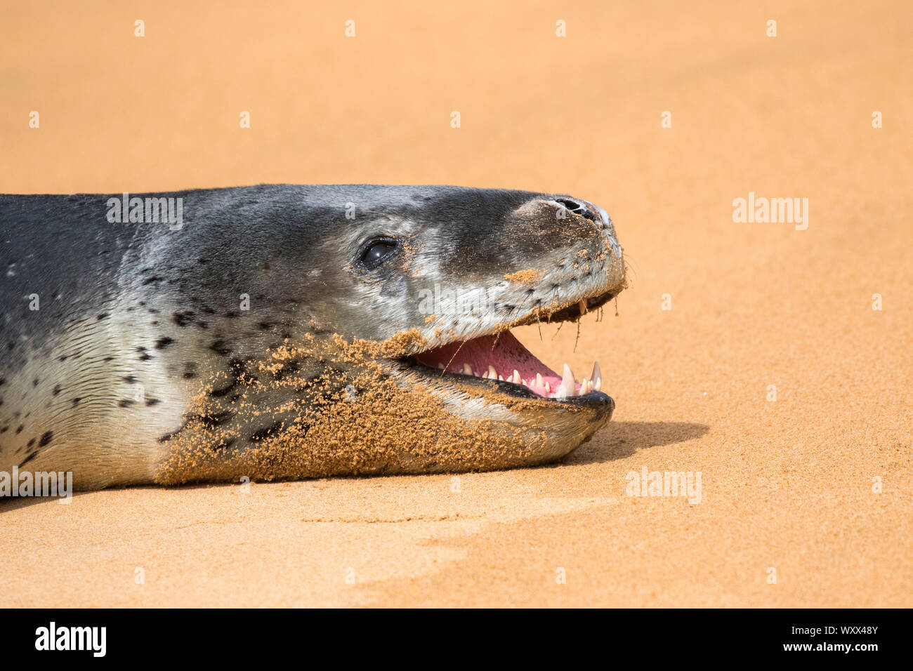 Phocidae Leopardenrobbe Stockfotos Und Bilder Kaufen Alamy