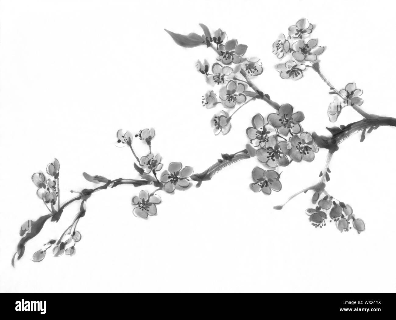 Ein Kirschbaum in voller Blüte. Traditionelle chinesische Malerei. Tuschemalerei Stockfoto