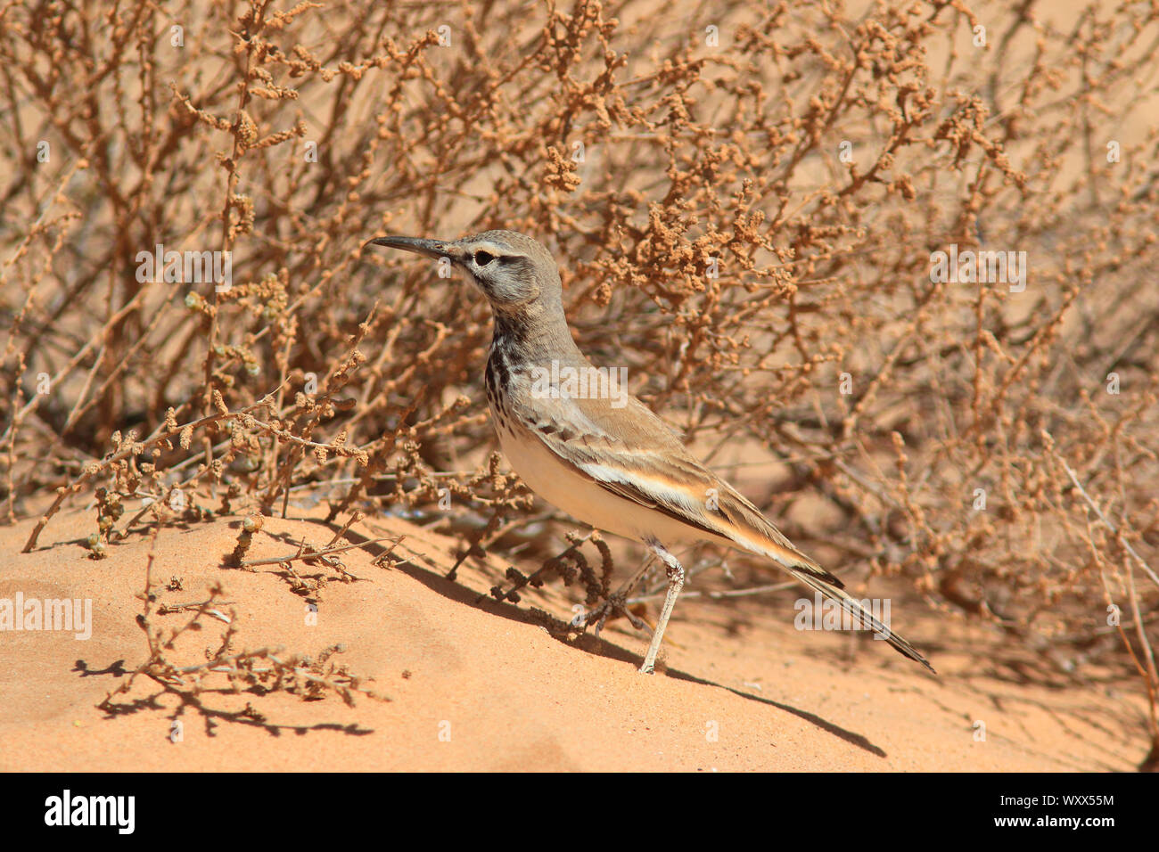 Mehr Hoopoe-Lark (Alaemon alaudipes) auf Masse, Mauretanien Stockfoto