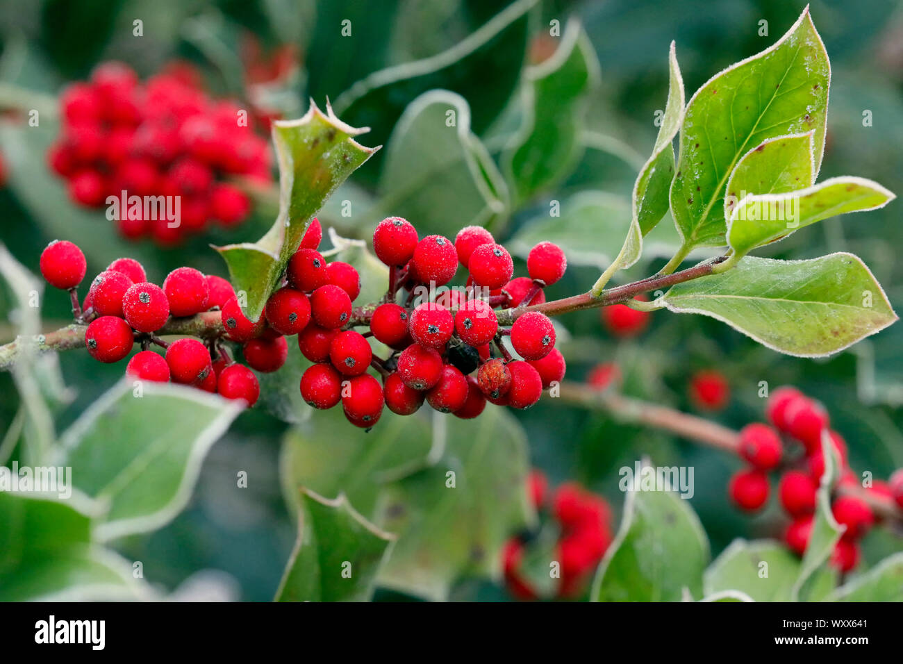 Gemeinsame Stechpalme (Ilex Aquifolium) Beeren oder Früchte am Ende der