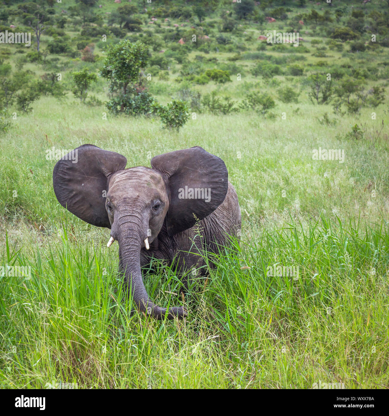 Afrikanischen Busch Elefant (Loxodonta africana) Junge in Green Bush im Krüger Nationalpark, Südafrika; Specie Familie der Elephantidae Stockfoto