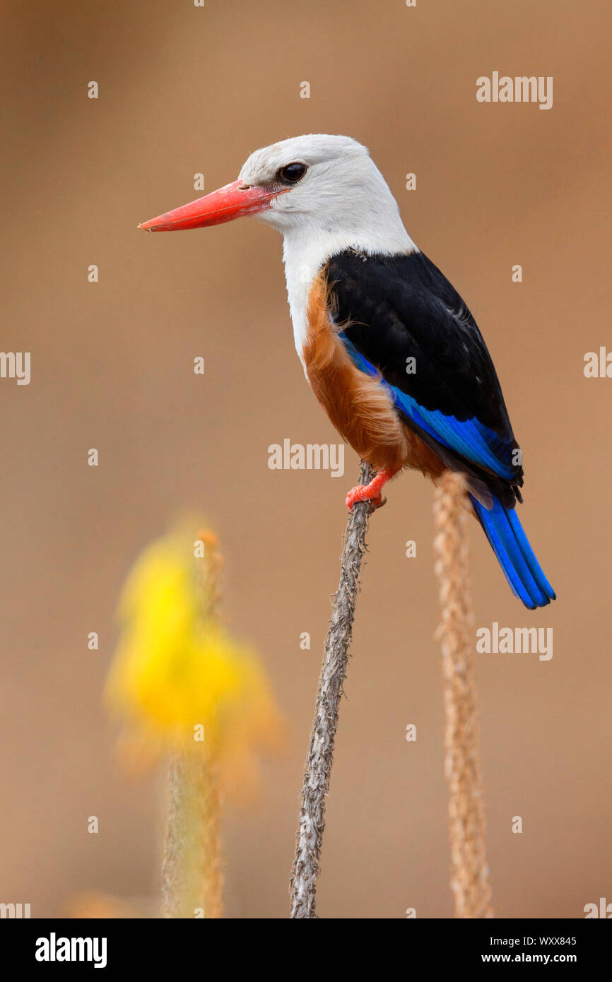 Graue Kingfisher (Halcyon leucocephala acteon), Santiago, Cape Verde Stockfoto