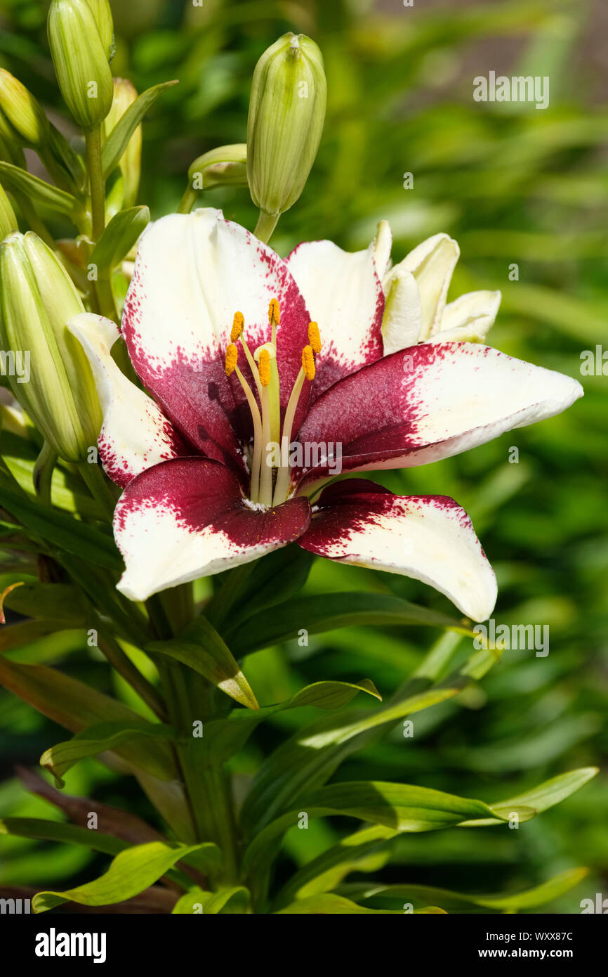 In der Nähe von Lilien 'Tiny Padhye' Burgund und weiße Blume. Zwerg asiatische Lilie, Topf Lilien, Zwerg asiatische Lilien, winzige Serie Stockfoto