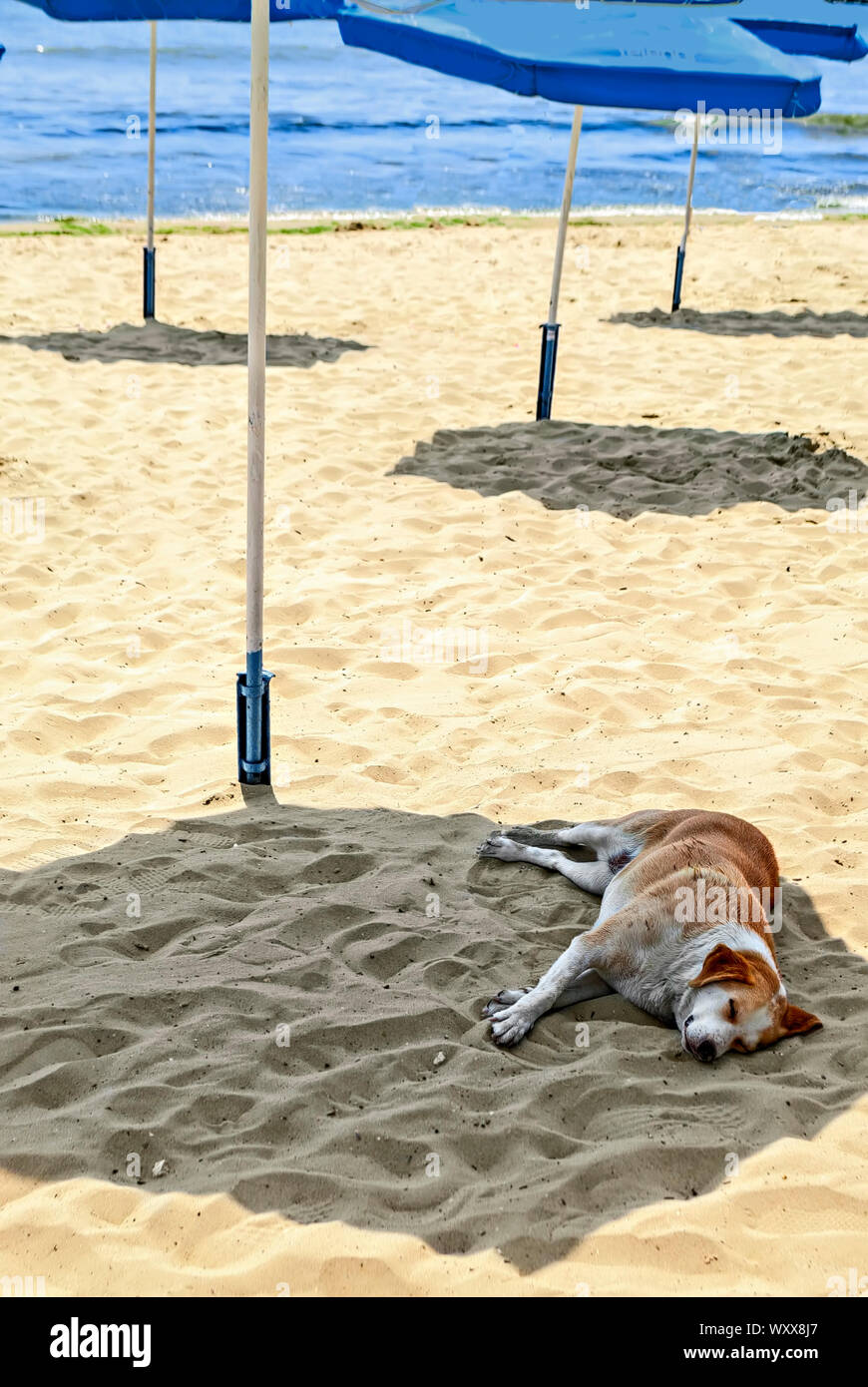 Heißer Sommer Tag; Hund auf den Schatten unter einem Sonnenschirm beruht; Stockfoto