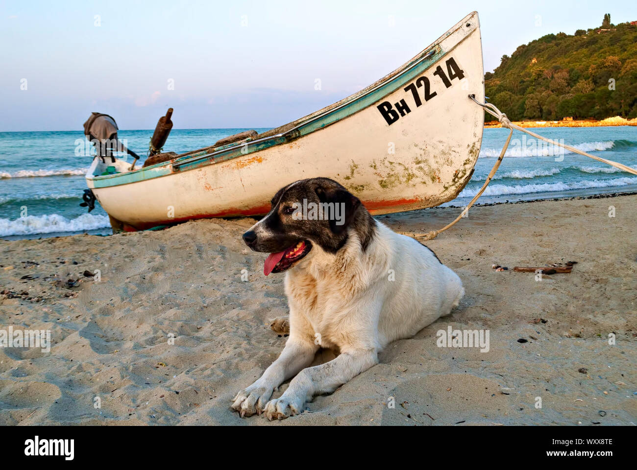 Hund bewacht Fischerboot; Stockfoto