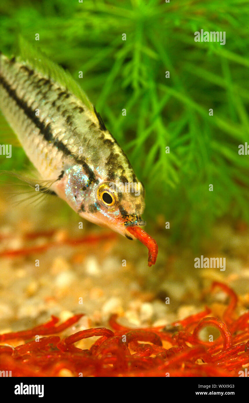 Pucallpa darf Cichlid (Apistogrammoides pucallpaensis) Essen eine Bloodworm Stockfoto