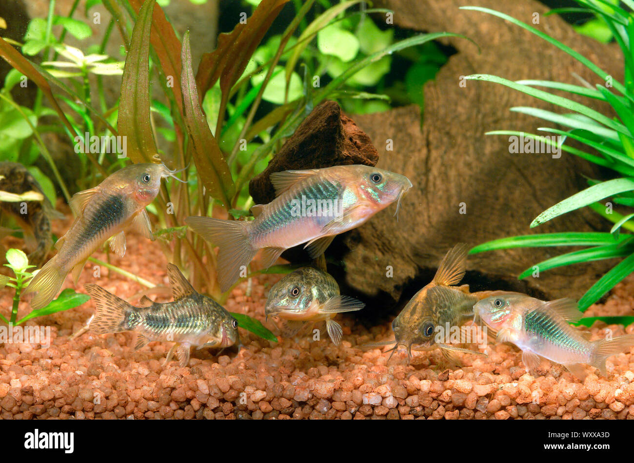 Bronze corydoras (Corydoras aeneus) und Peppered corydoras (Corydoras