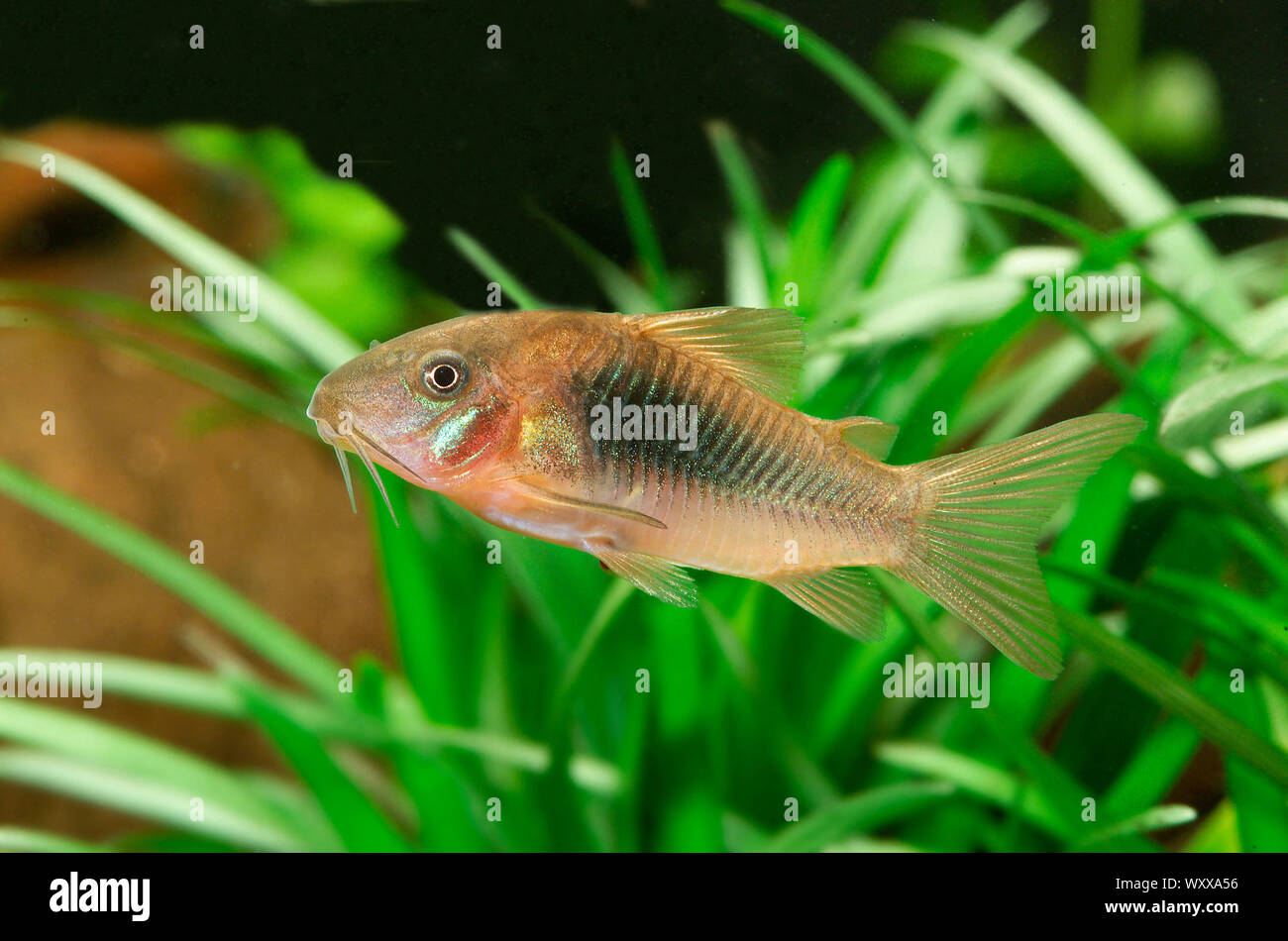 Bronze corydoras (Corydoras aeneus) im Aquarium Stockfotografie Alamy