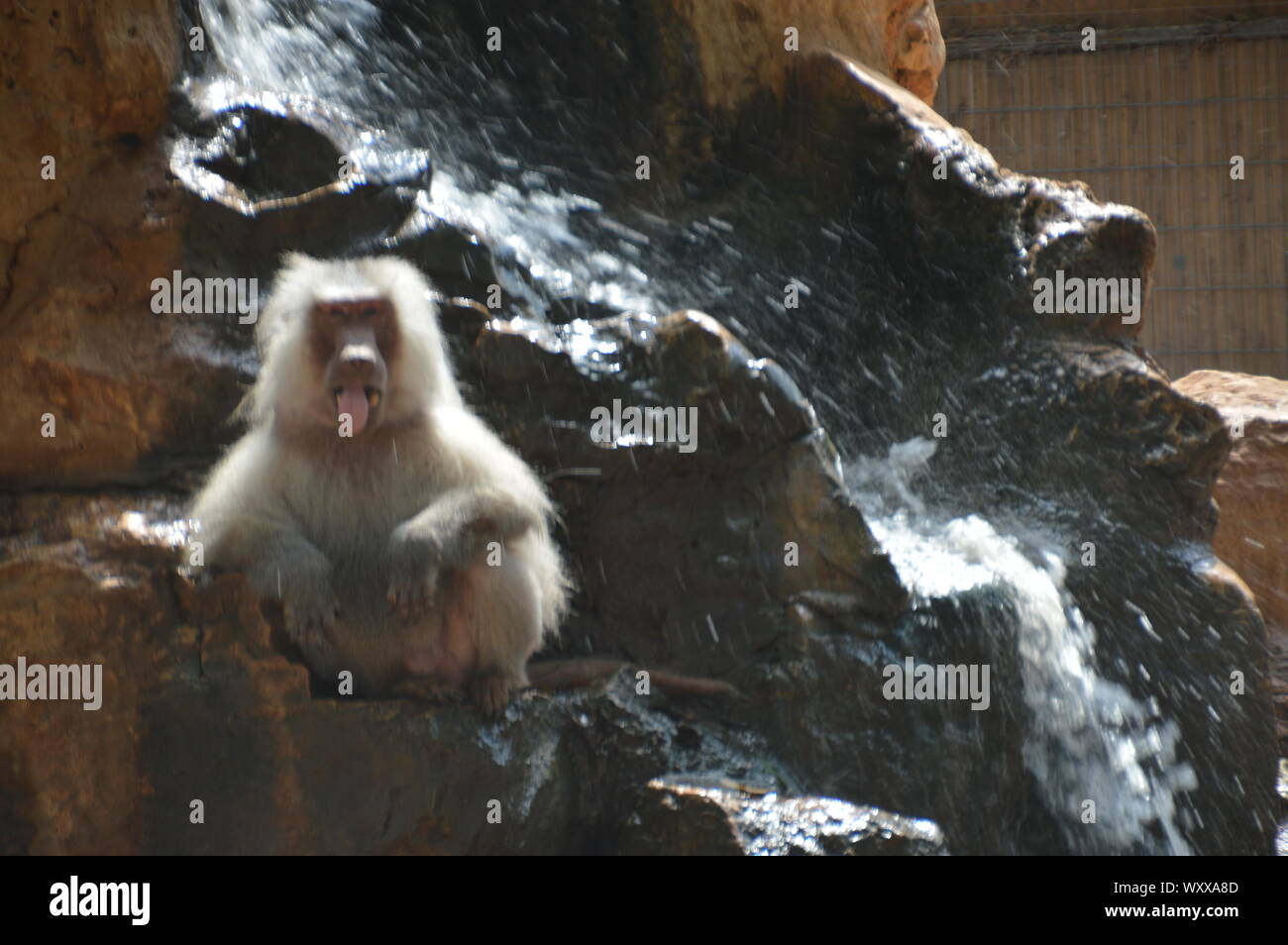 Safari in Israel. Stockfoto