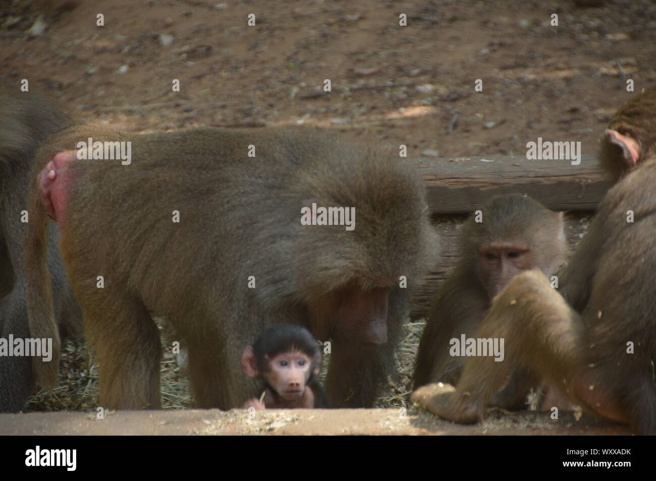 Safari in Israel. Stockfoto