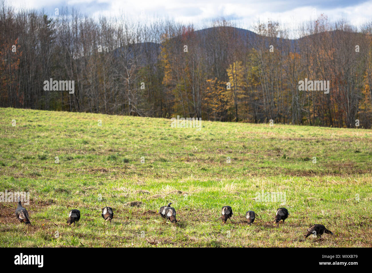 Truthähne Beweidung bei Stowe in Vermont, New England, USA Stockfoto