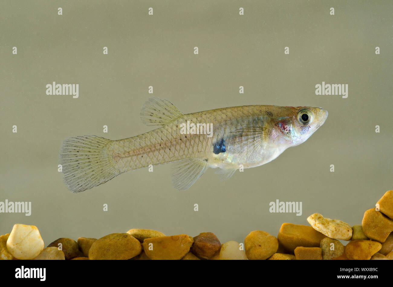 Mosquitofish gambusia affinis Fotos und Bildmaterial in hoher