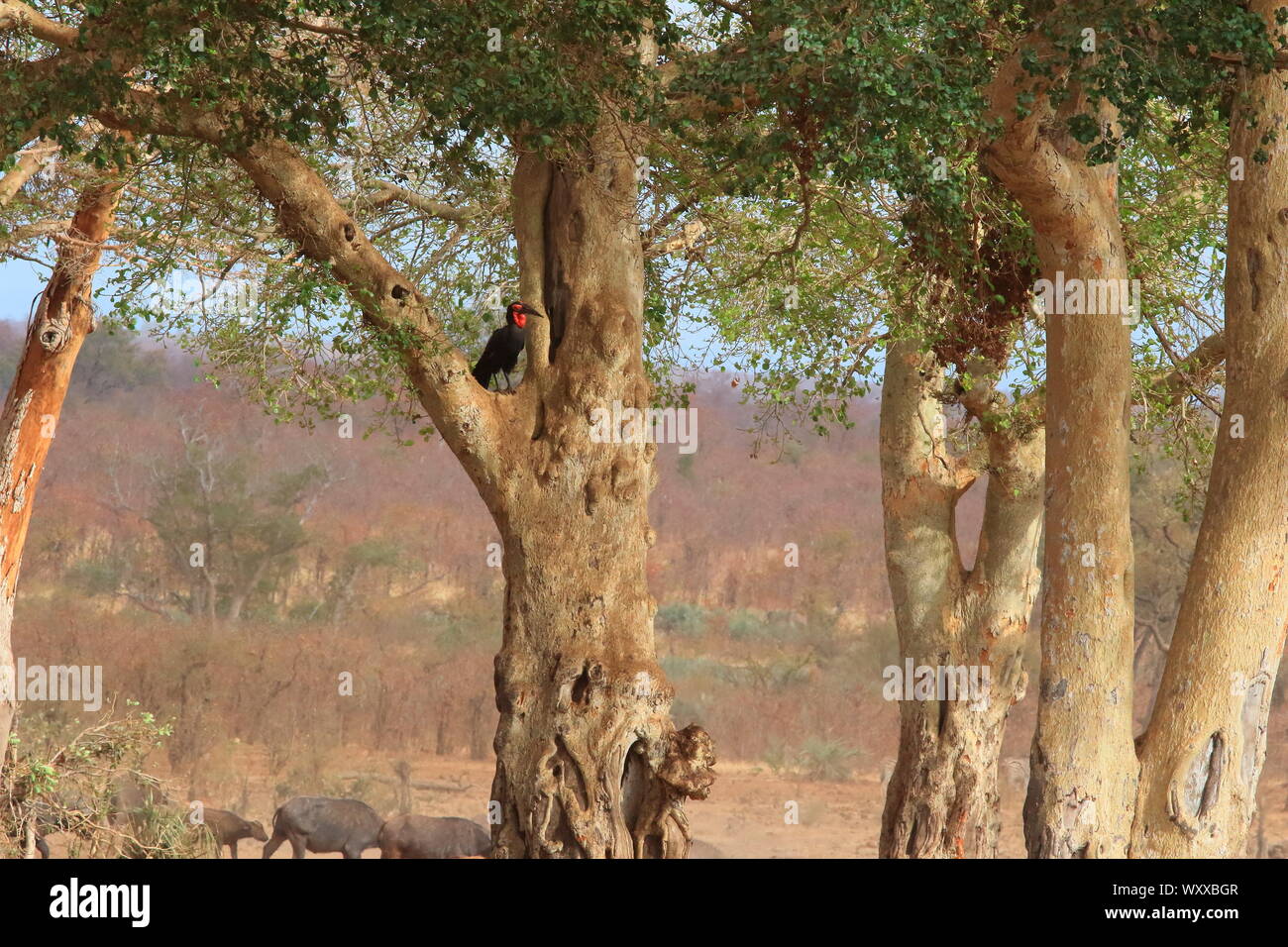 Südliche Ground-Hornbill (Bucorvus leadbeateri) auf der Suche nach einem Nest in einem hohlen Baum, Kruger National Park. Südafrika Stockfoto