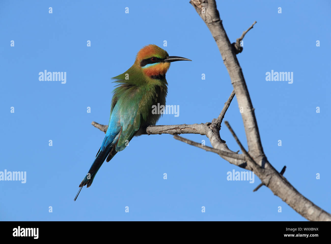 Rainbow Bee-Eaters (Merops ornatus) Queensland, Australien Stockfoto