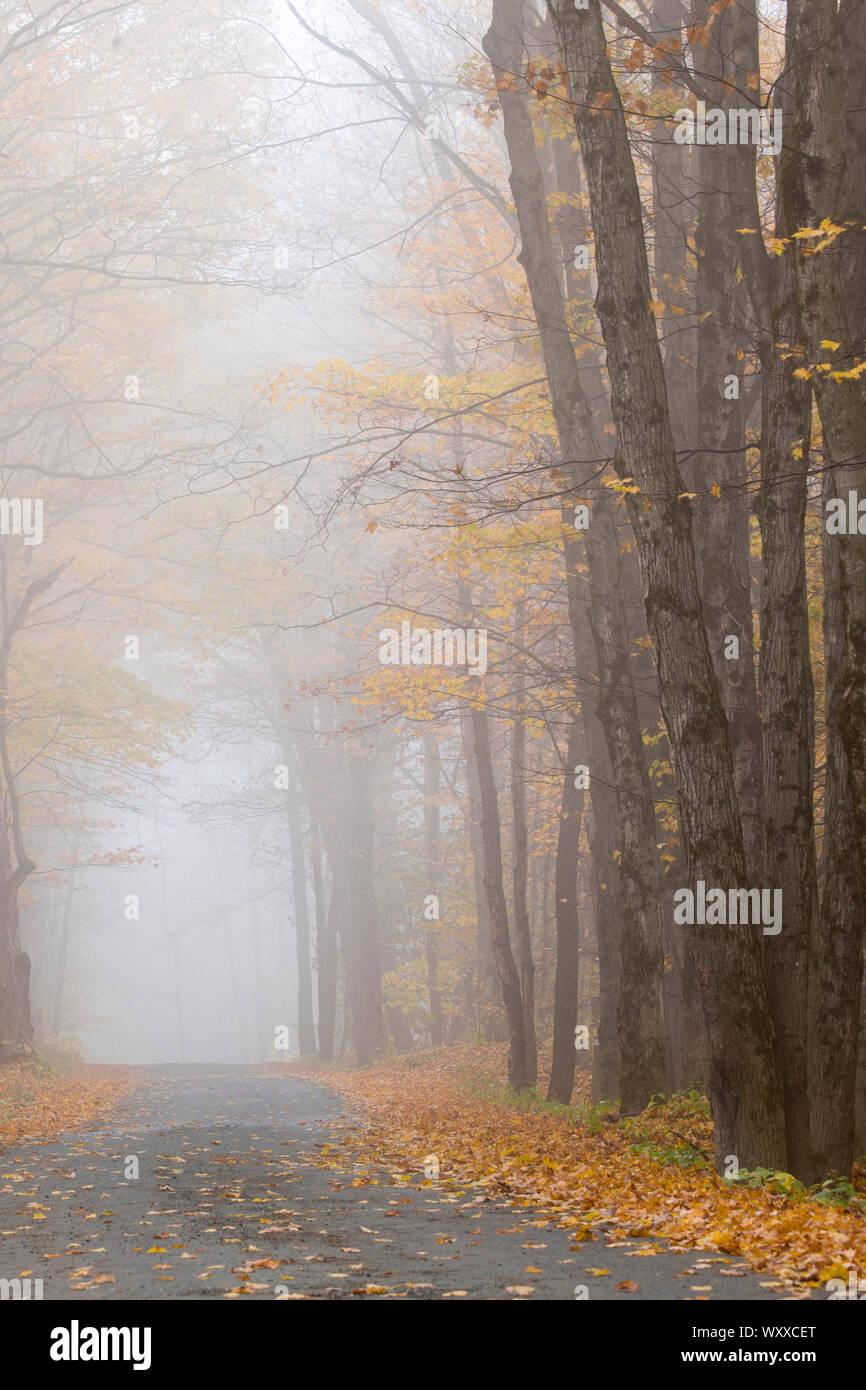 Misty leere Straße im Herbst in Vermont, New England, USA Stockfoto