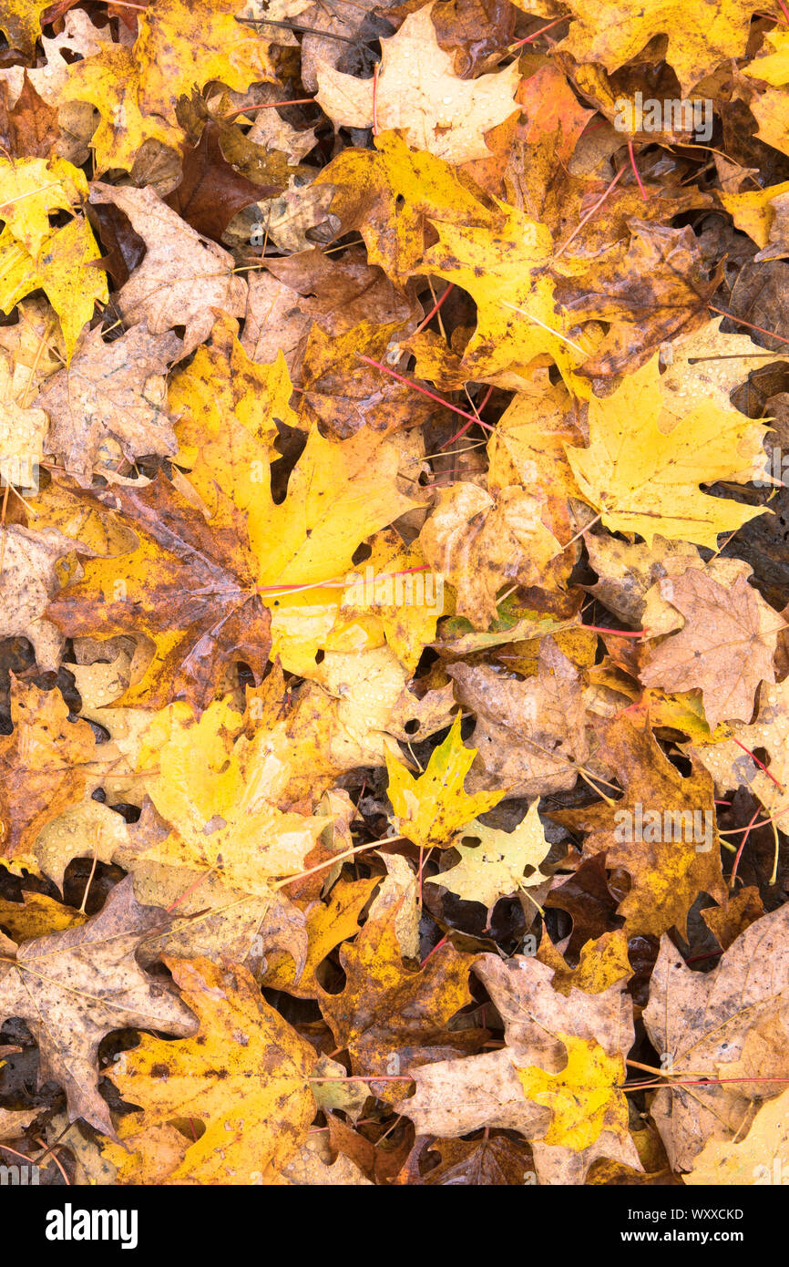 Gefallenen Ahorn - Acer - Blätter auf Waldboden im Herbst in Vermont, New England, USA Stockfoto