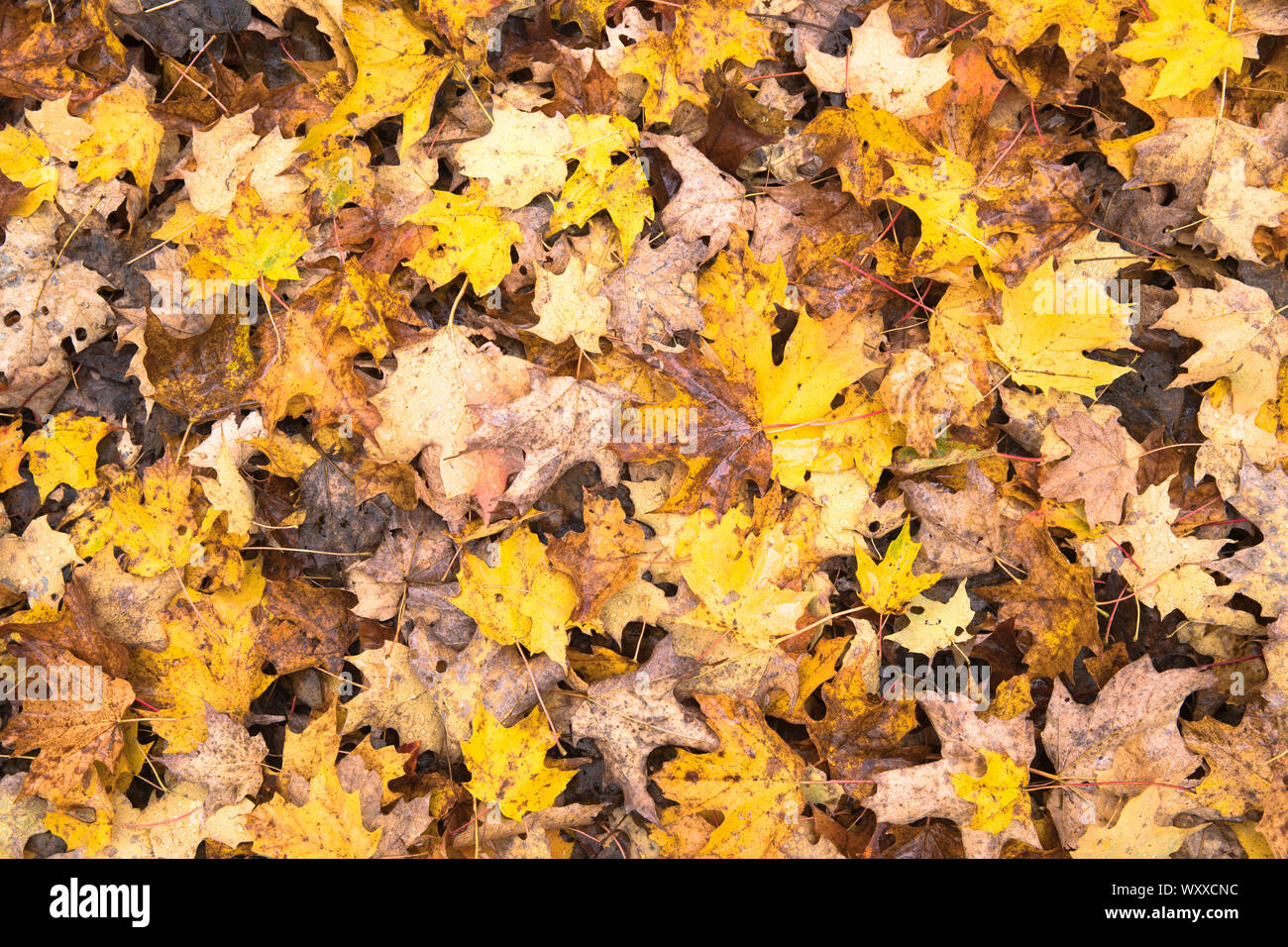 Gefallenen Ahorn - Acer - Blätter auf Waldboden im Herbst in Vermont, New England, USA Stockfoto