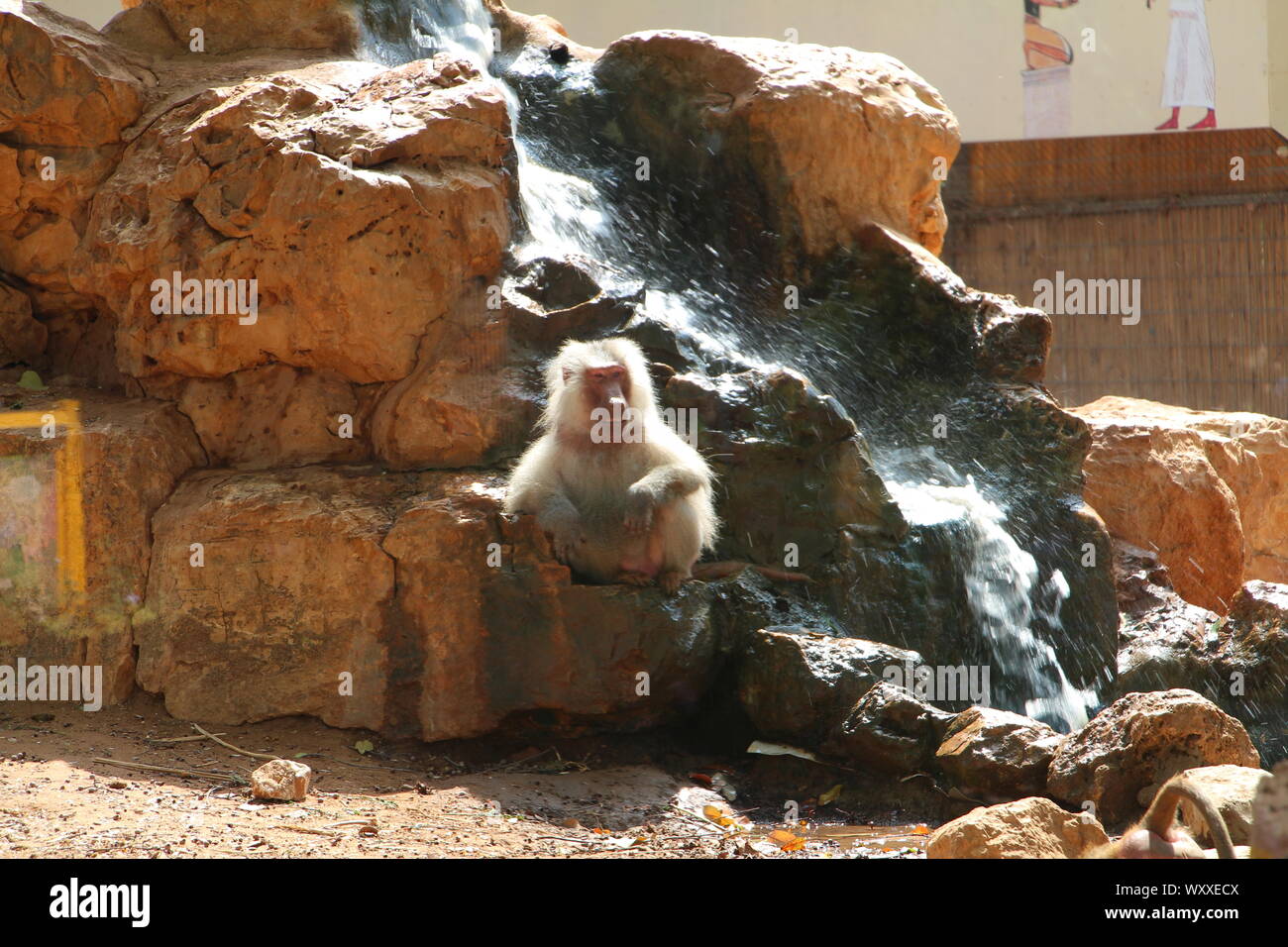 Safari in Israel. Stockfoto