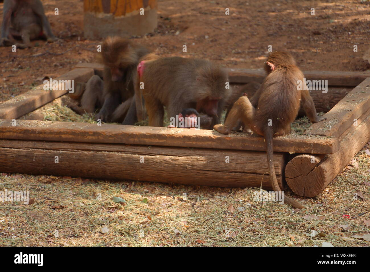 Safari in Israel. Stockfoto