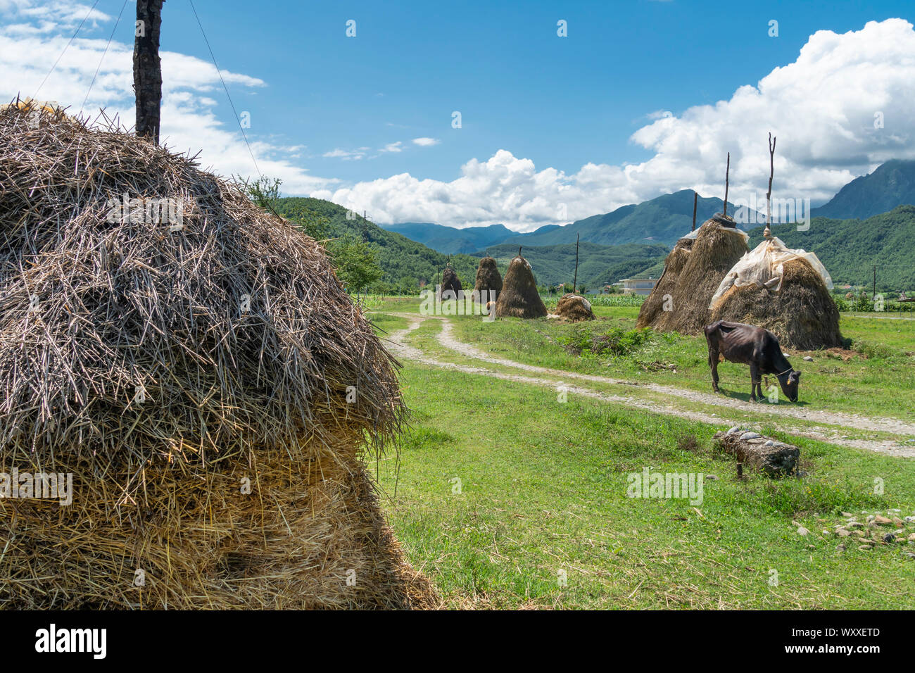 Traditionelle stooks, Heuballen, in der Nähe von Burrel in Dibër County, zentrale Albanien, Stockfoto