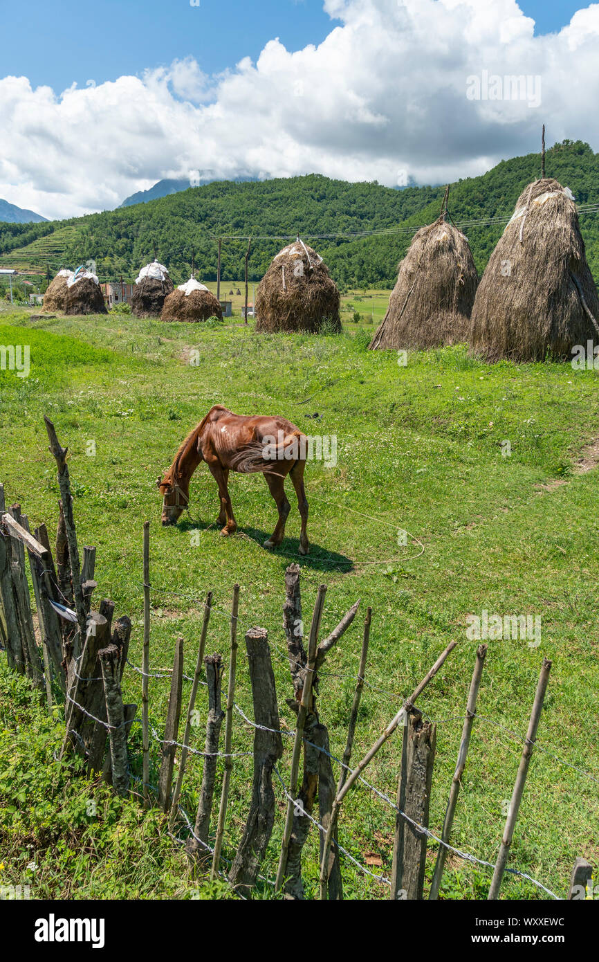Traditionelle stooks, Heuballen, in der Nähe von Burrel in Dibër County, zentrale Albanien, Stockfoto
