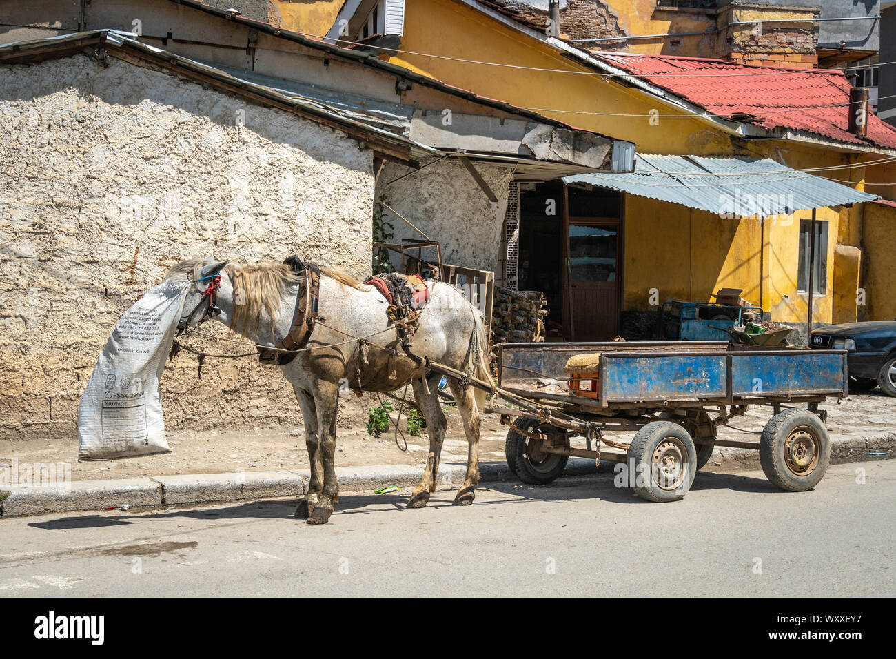 Ein Pferd und Wagen, das Pferd Fütterung von einem nosebag, auf den Straßen von Peshkopi in Osteuropa Albanien. Stockfoto