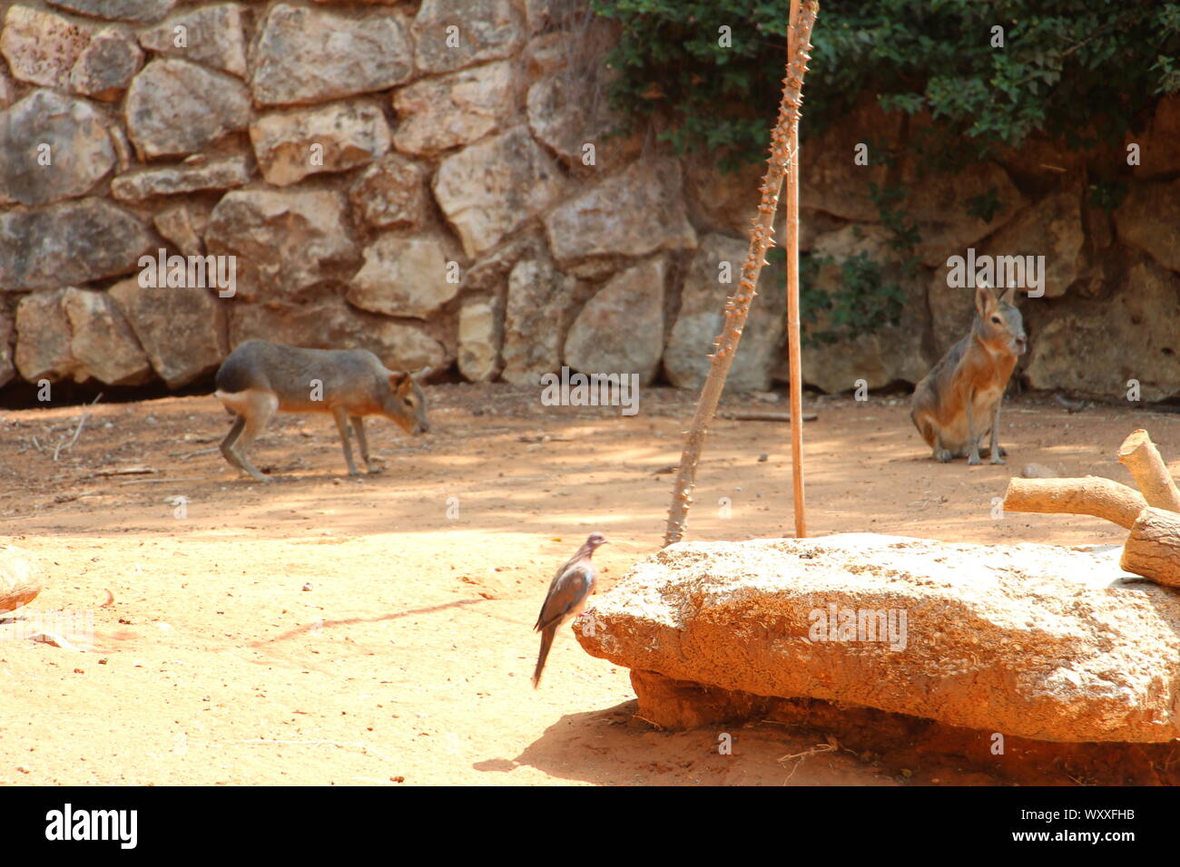 Safari in Israel. Stockfoto