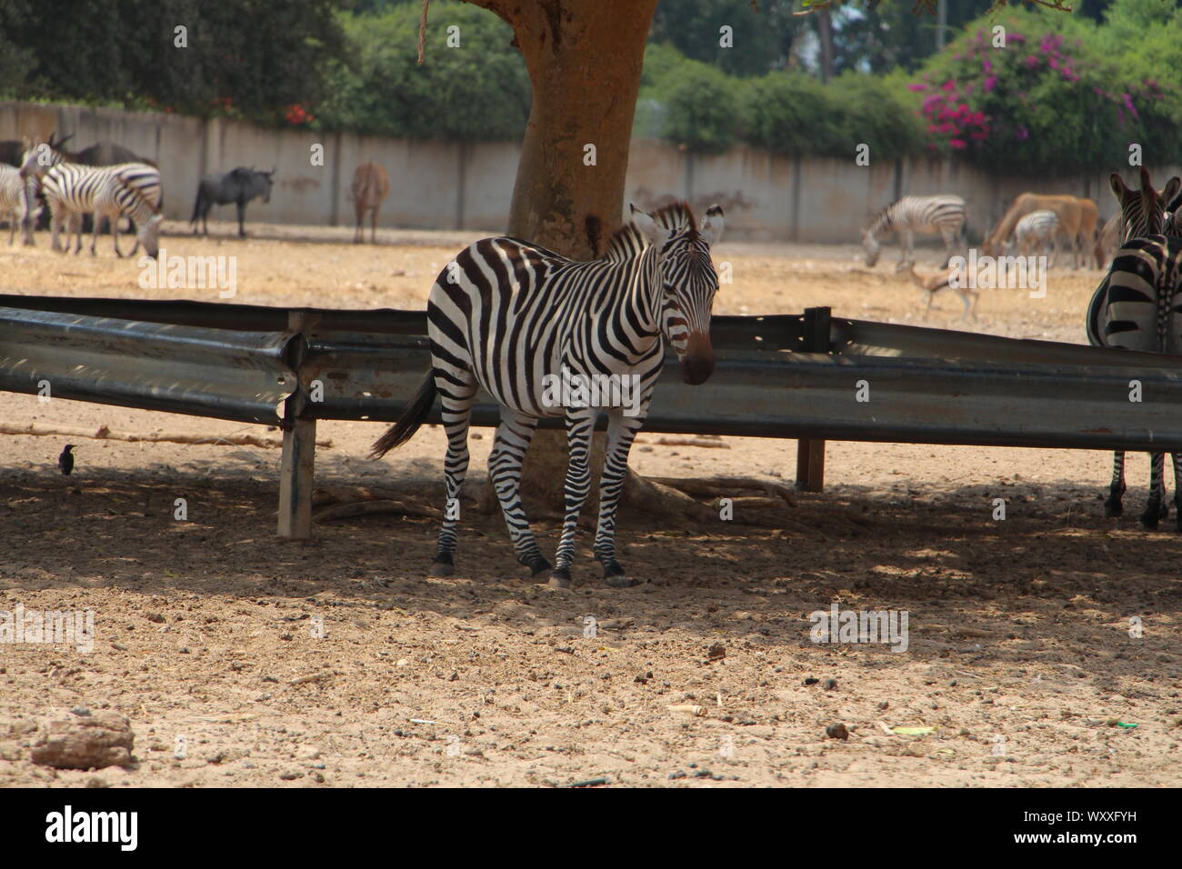 Safari in Israel. Stockfoto