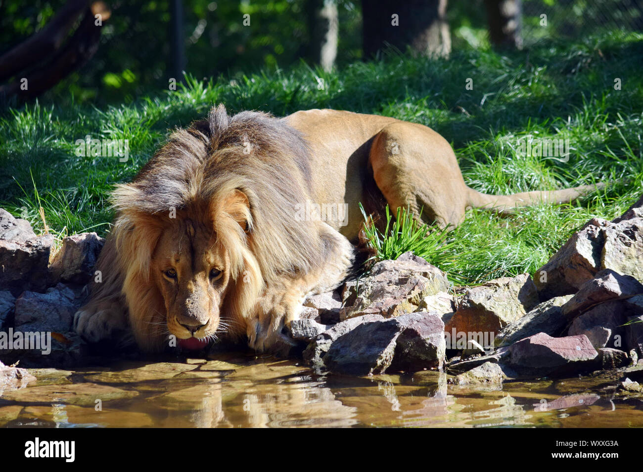 Seltene schöne Katanga Löwe Trinkwasser aus Teich Stockfoto