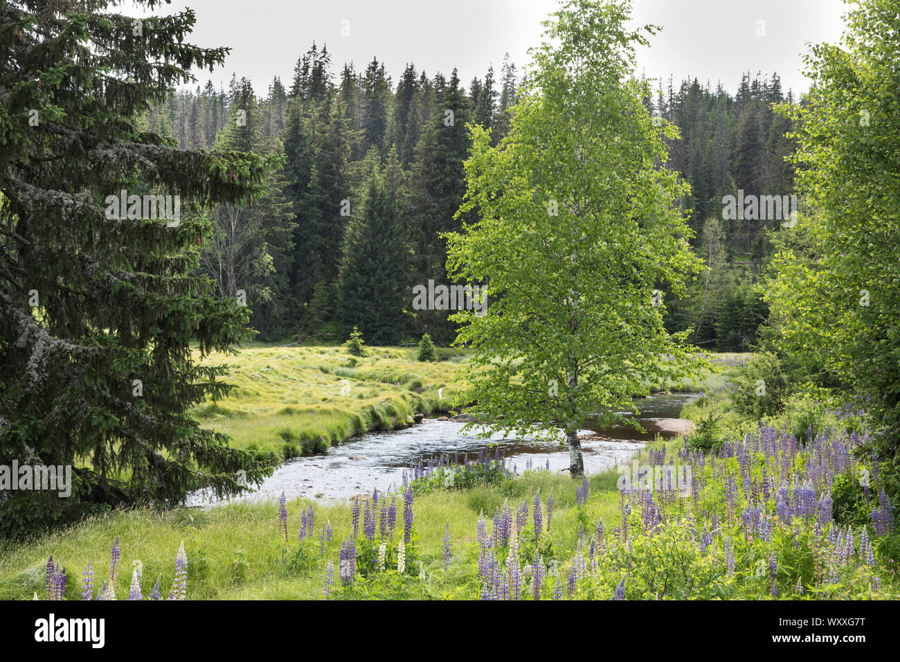 Lupine, Campanula, Lupin Stockfoto