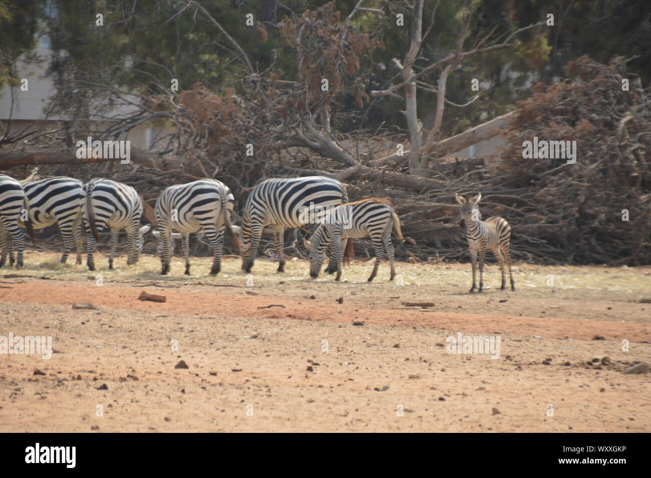 Safari in Israel. Stockfoto