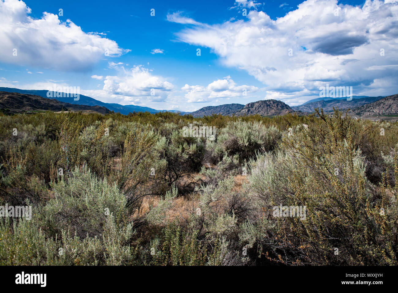 Malerischer Blick auf Osoyoos Desert Center mit Antilopen Pinsel, Osoyoos, British Columbia, Kanada Stockfoto