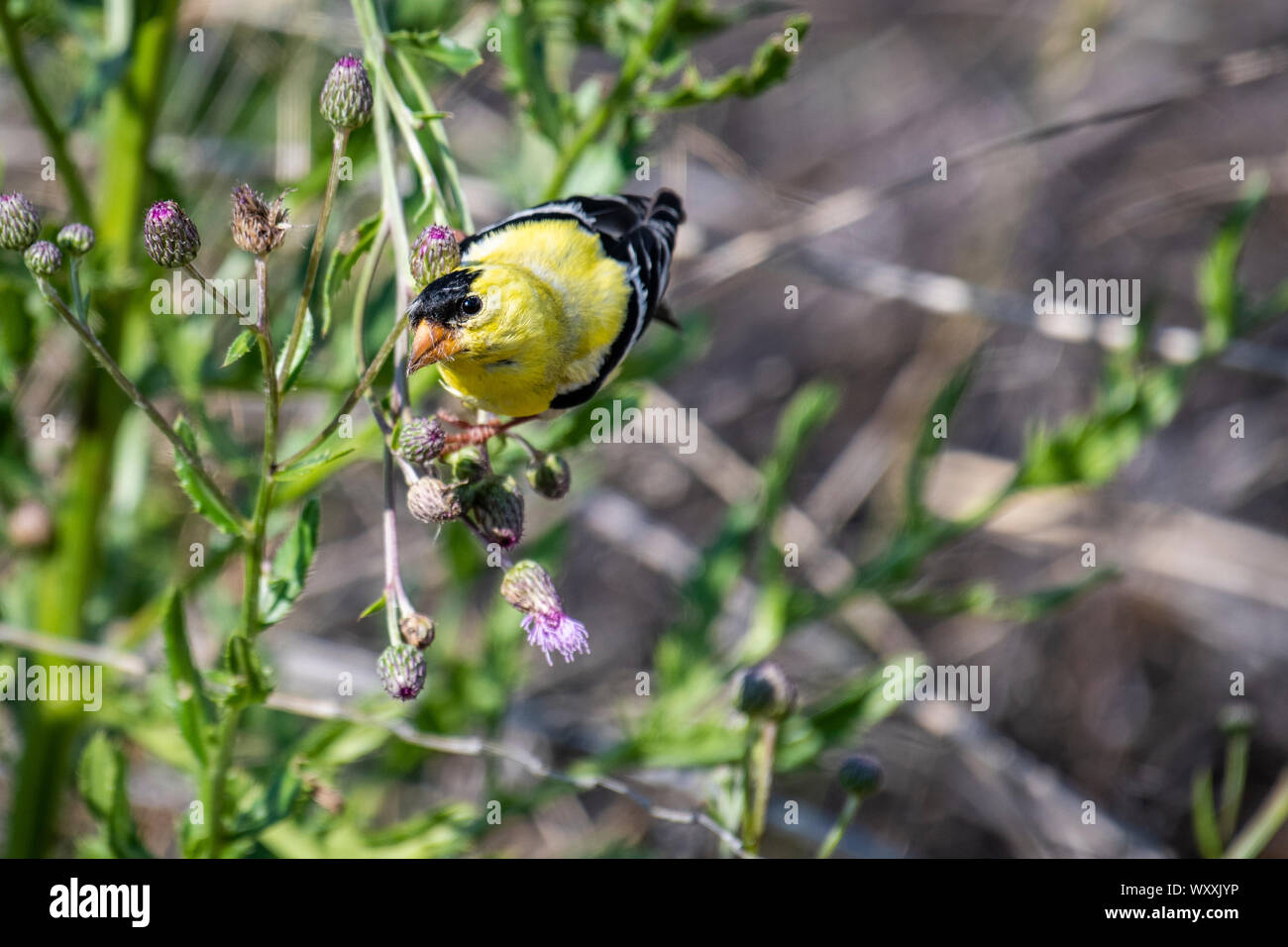 American Goldfinch männlichen Fütterung auf einer Distel Stockfoto