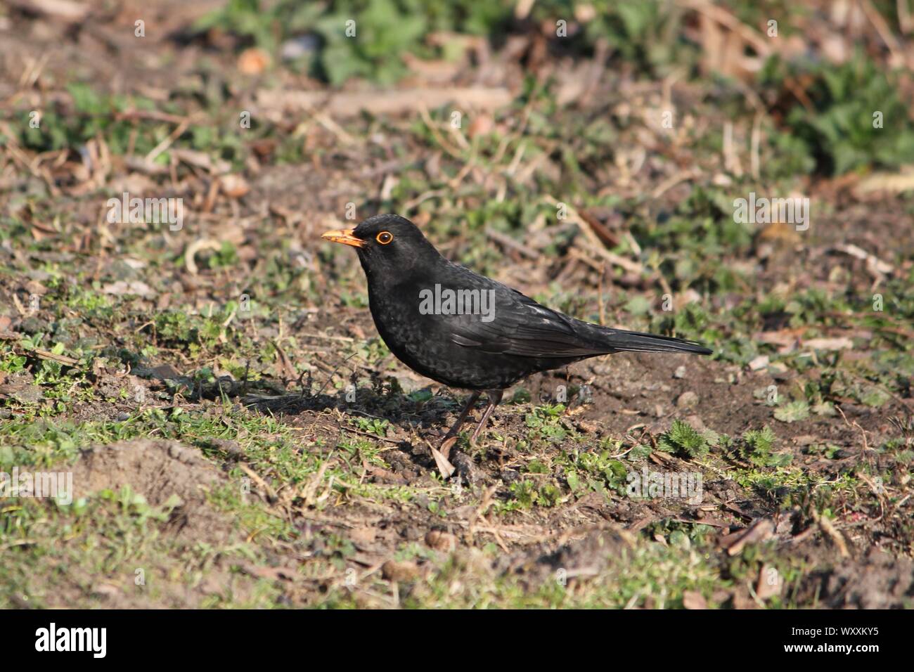 Eurasischen Amsel (Turdus merula) in Recklinghausen, Deutschland Stockfoto