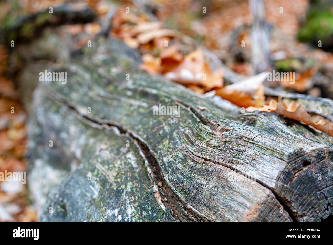 Eine alte verrotten in einem Park im Herbst mit braunen Blätter anmelden. Stockfoto