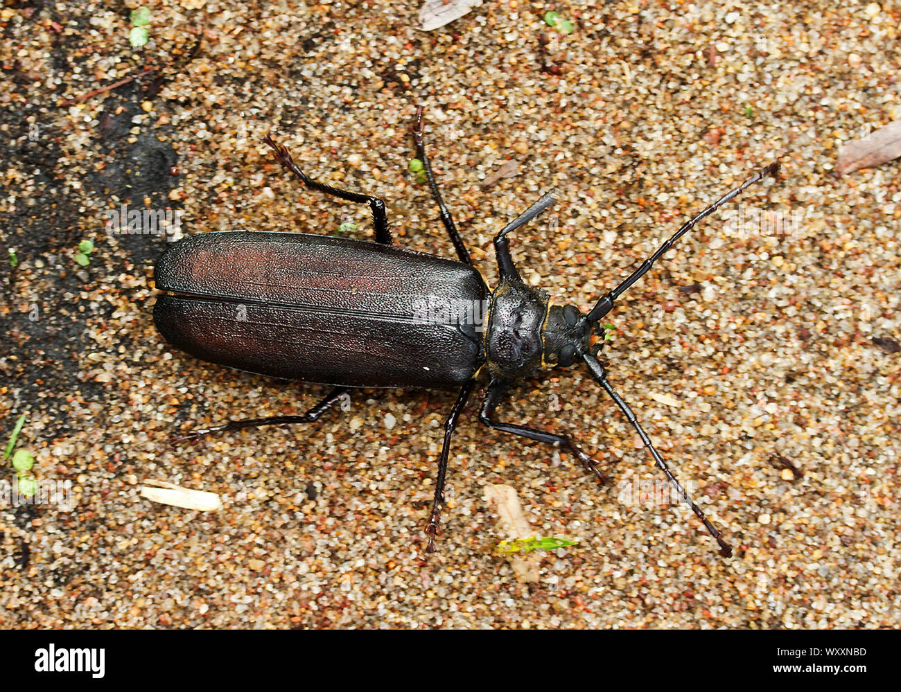 Eine sehr große Käfer, das große, braune Lange - Horn ist nachtaktiv und oft Licht angezogen. Ihre Maden haben spezielle Enzyme zu verdauen, Zellulose und die Stockfoto