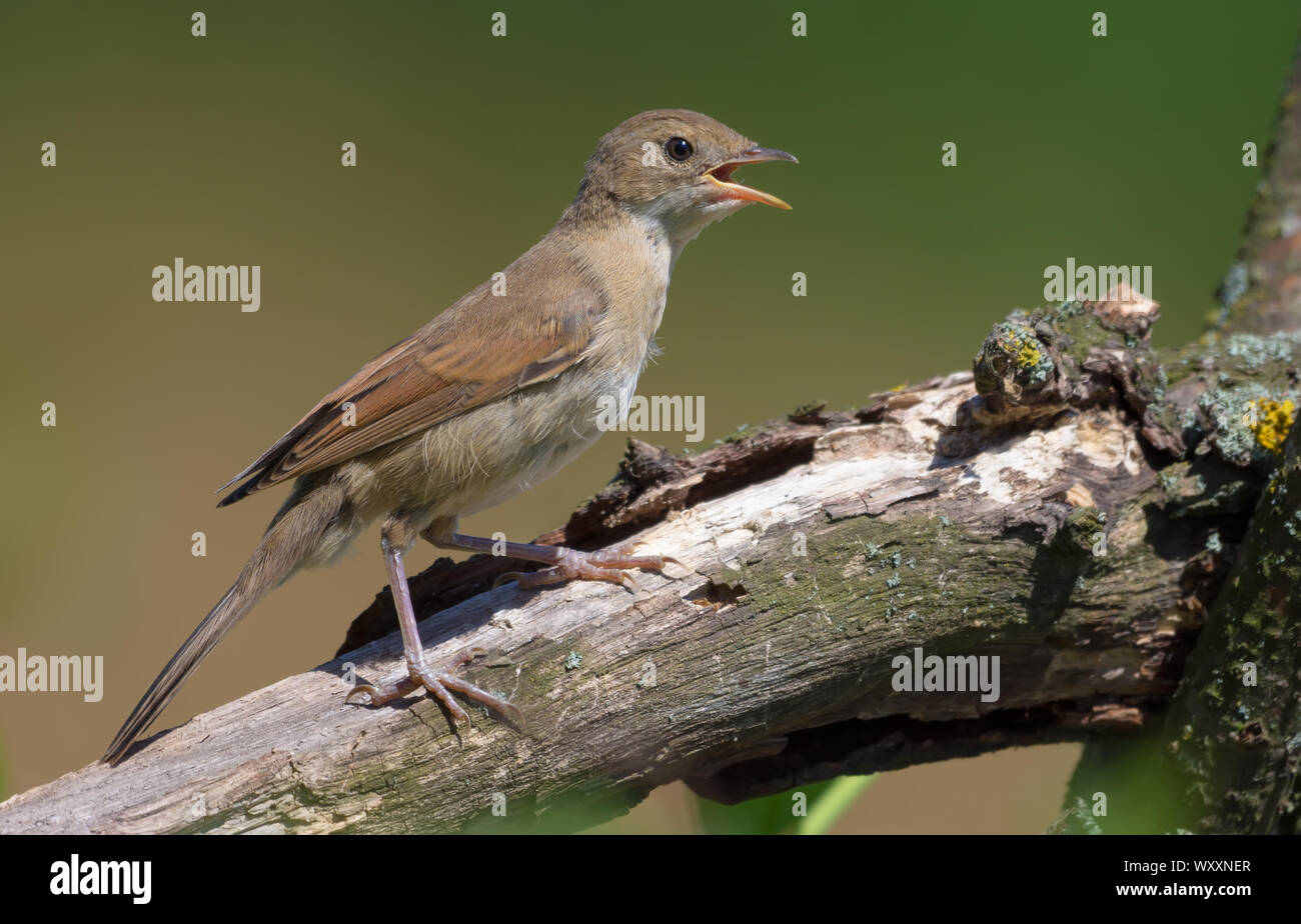 Junge Common whitethroat auf dicken Zweig mit offenem Schnabel, durstig oder laut Aufruf gehockt Stockfoto