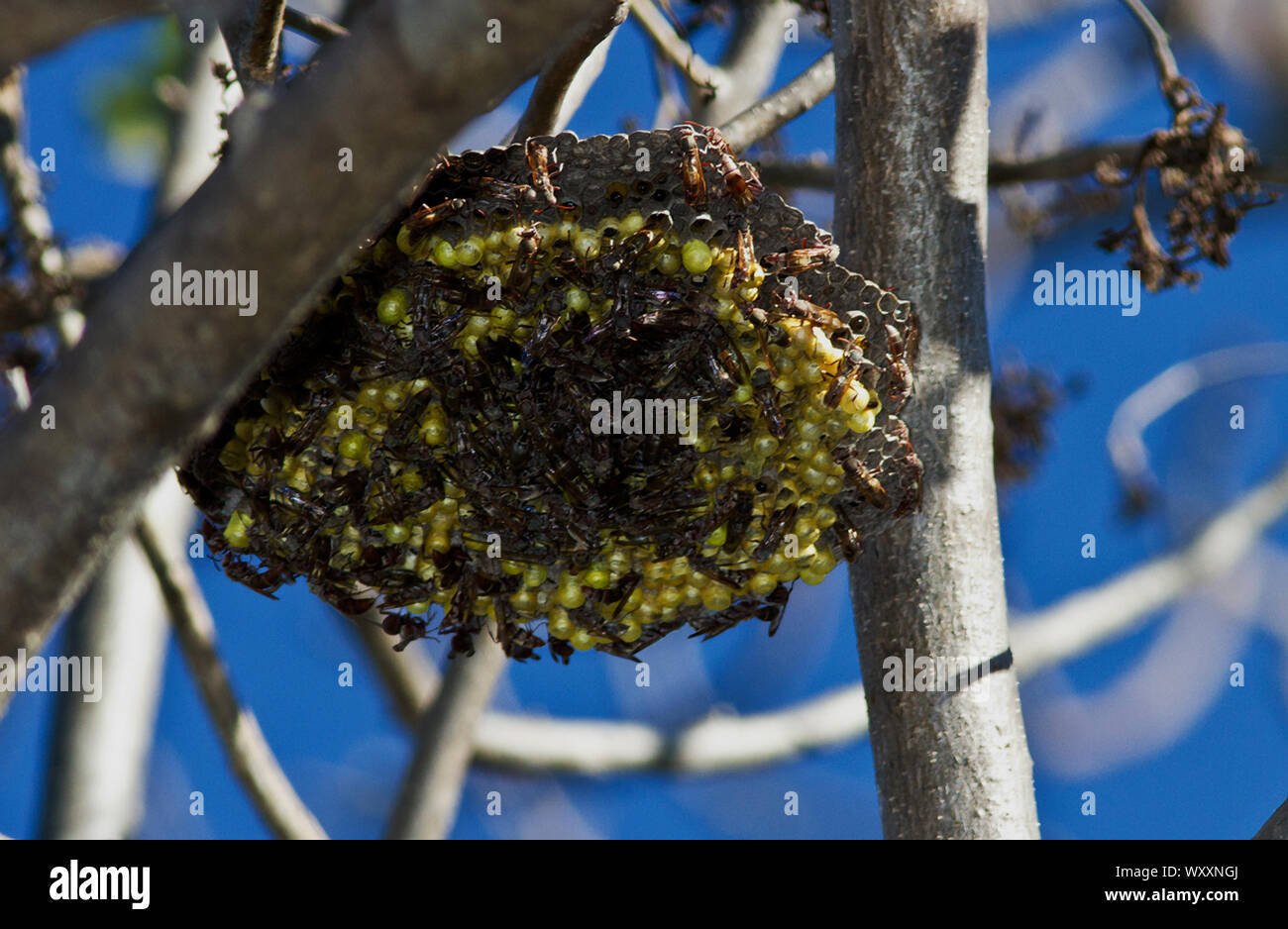 Eine Kolonie von feldwespe Wespen bewacht das Nest kooperativ die Larven von anderen mauraudeing Raubtiere zu schützen. Stockfoto