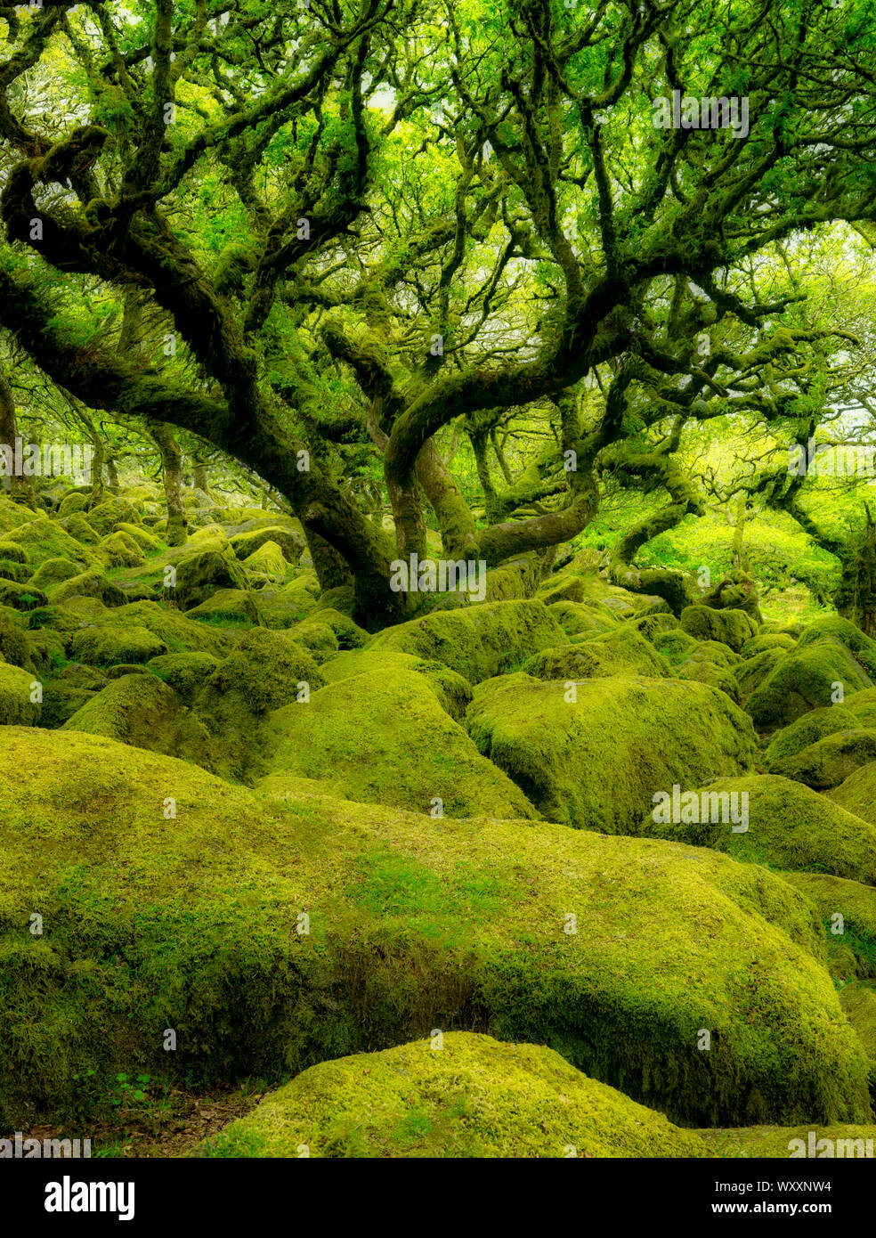 Moos bedeckt Eichen in Wistman's Wood. Devon County. Dartmoor National Park, England Stockfoto