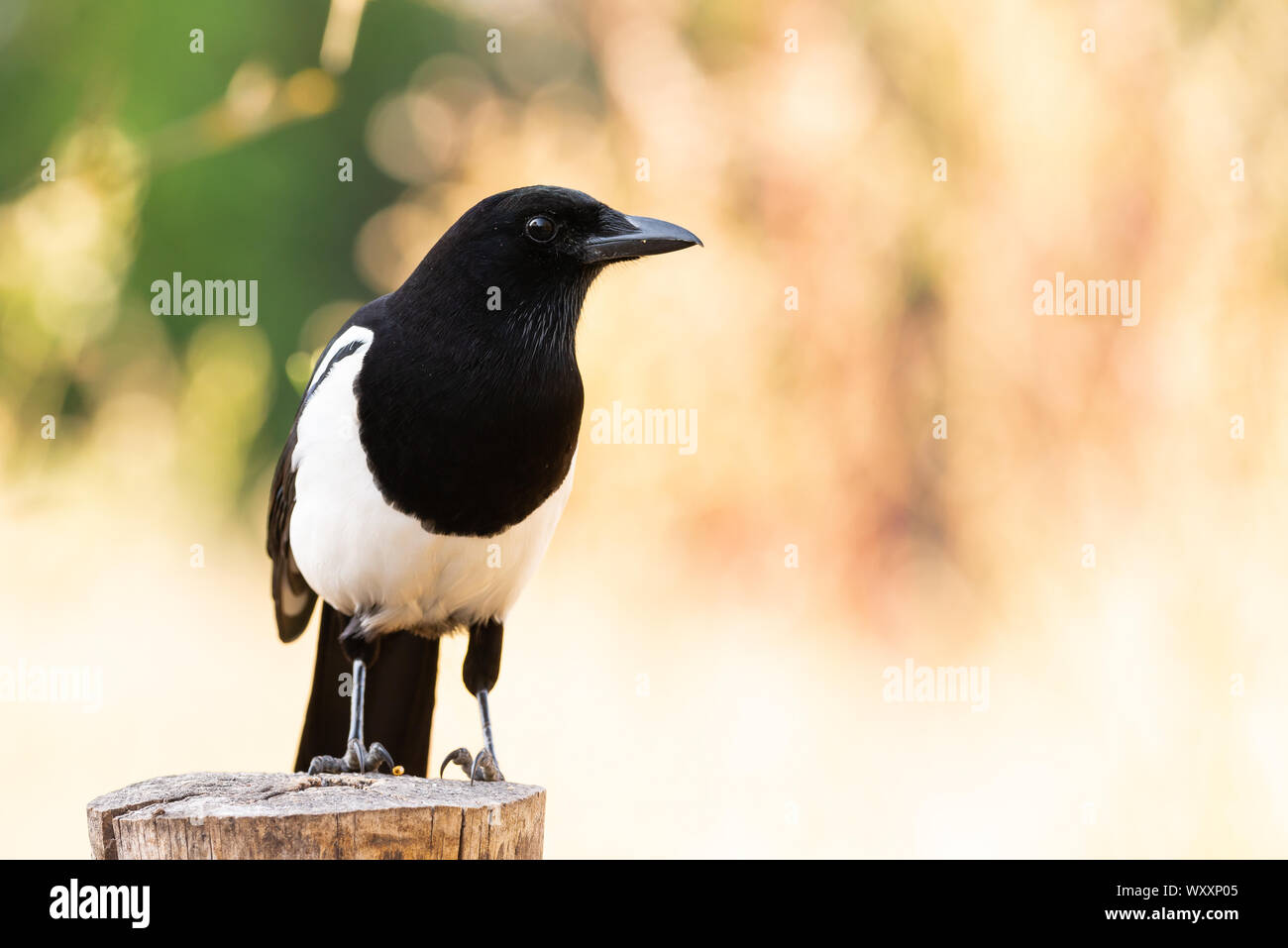 Urraca oder Pica Pica sitzen auf einem Ast mit bunten Hintergrund Stockfoto