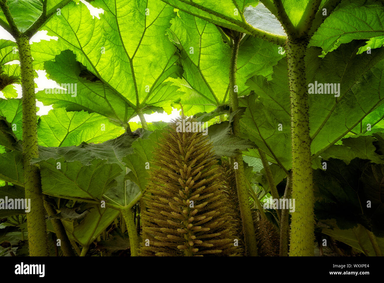 Elephant ear Anlage Trewidden Gärten, Cornwall, England Stockfoto