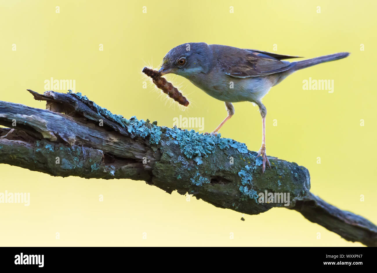 Nach Gemeinsamen whitethroat hält einen Caterpillar im Schnabel auf seine Kinder". Stockfoto