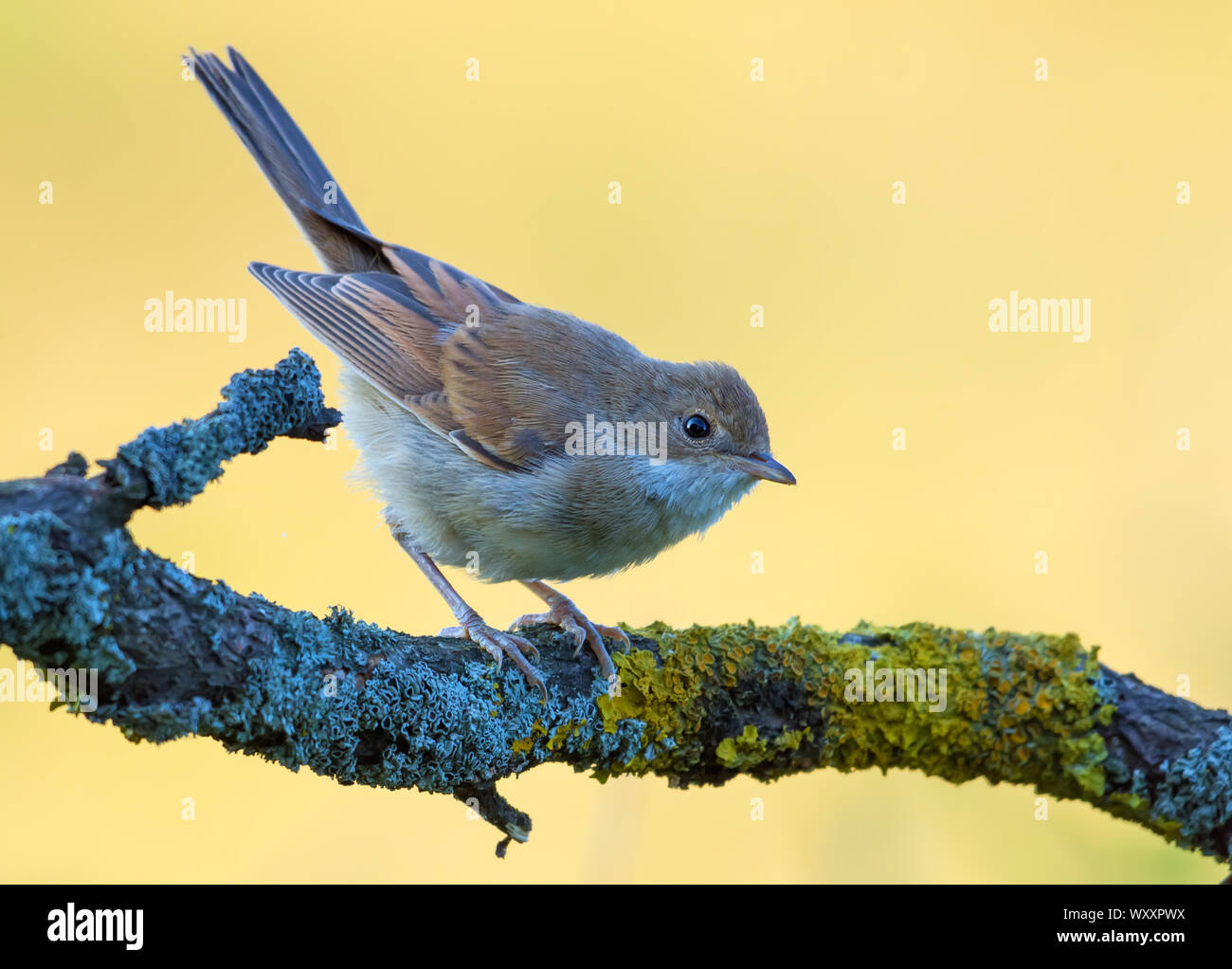 Aktive Junge Common whitethroat thront auf Zweig mit klaren Hintergrund in süßen Abend licht Stockfoto