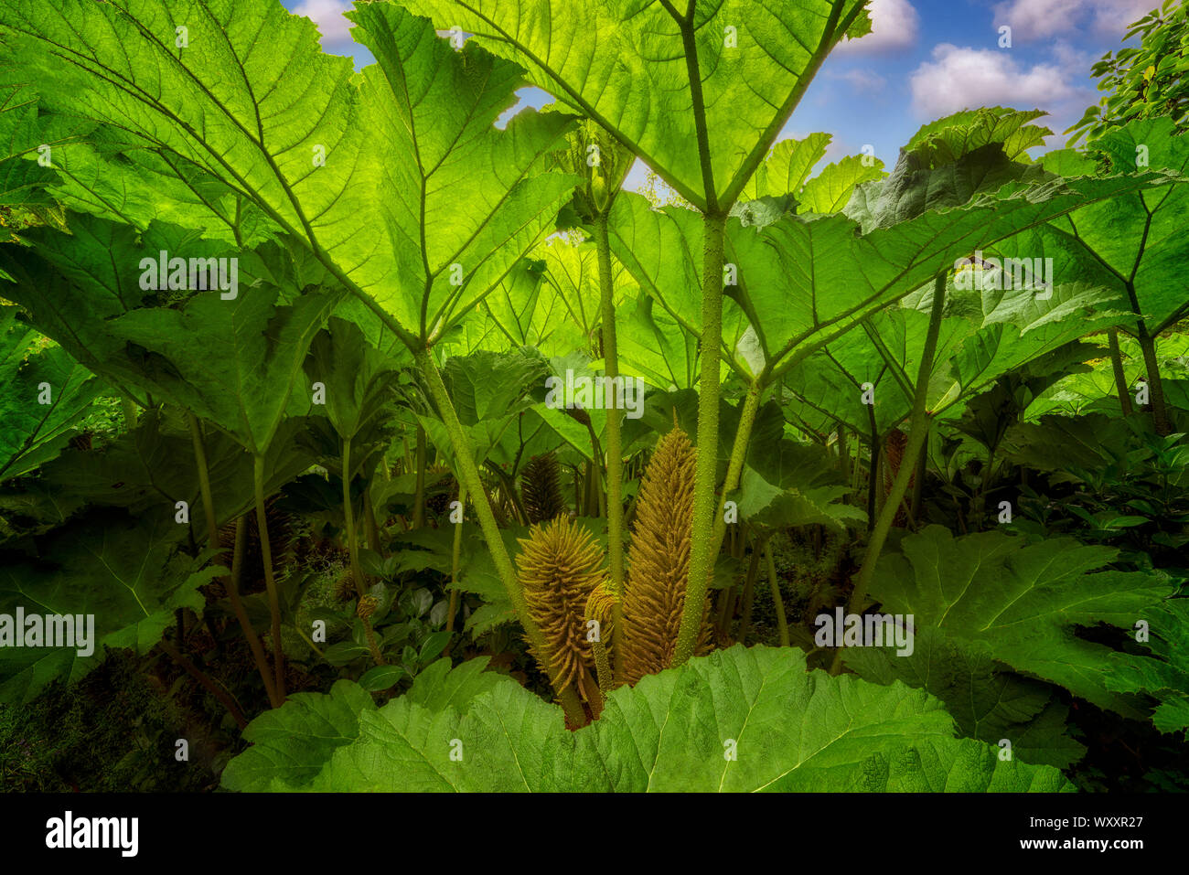 Elephant ear Anlage Trewidden Gärten, Cornwall, England Stockfoto