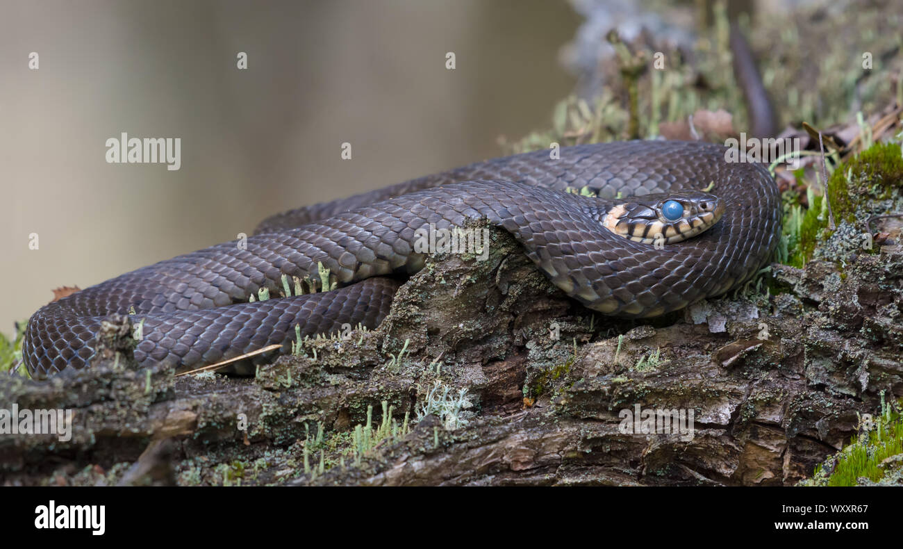 Schlange Mit Grossen Augen Stockfotos Und Bilder Kaufen Alamy