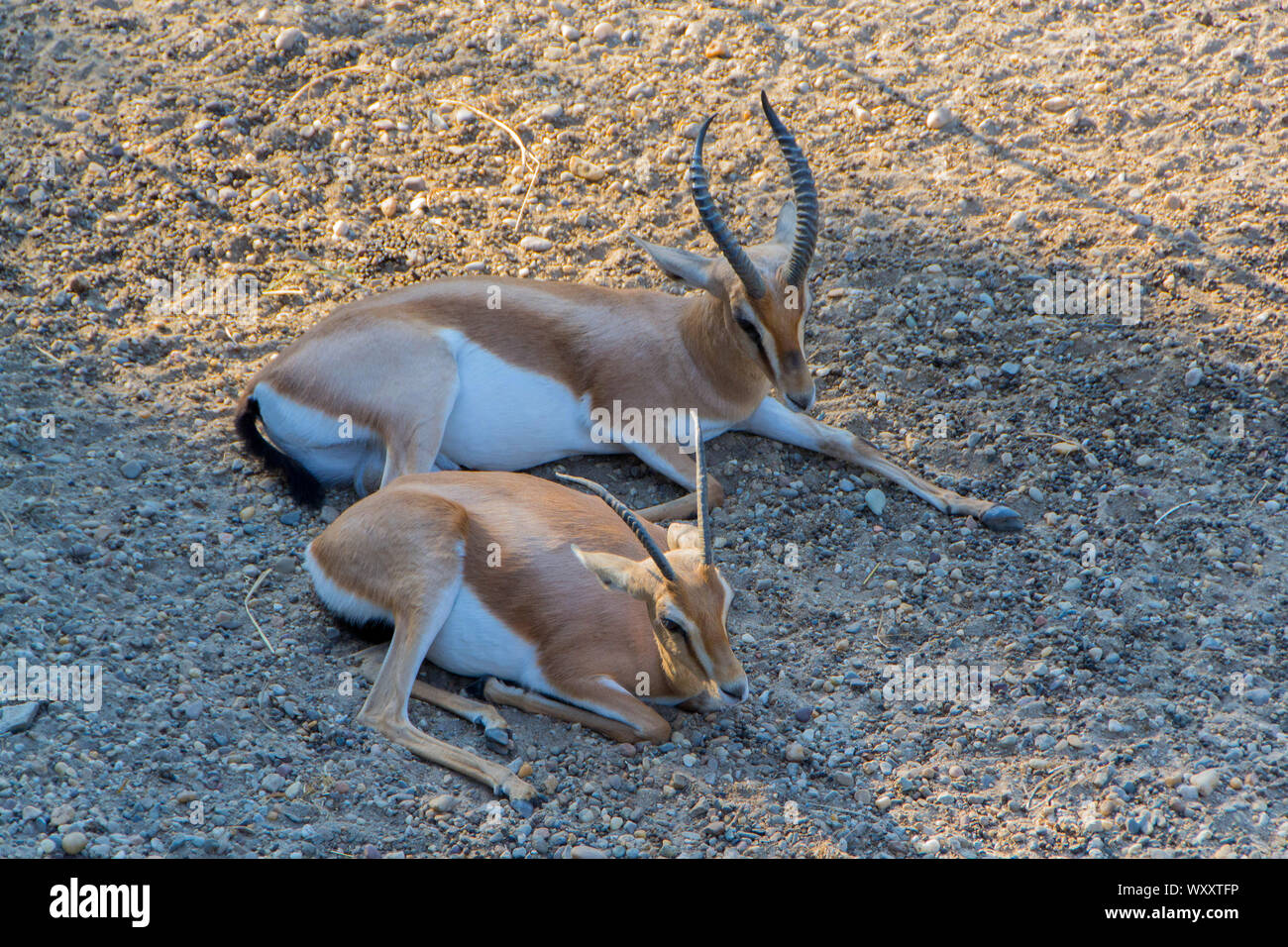 Zwei dorcas gazelle Rest in den Schatten. - Bild Stockfoto