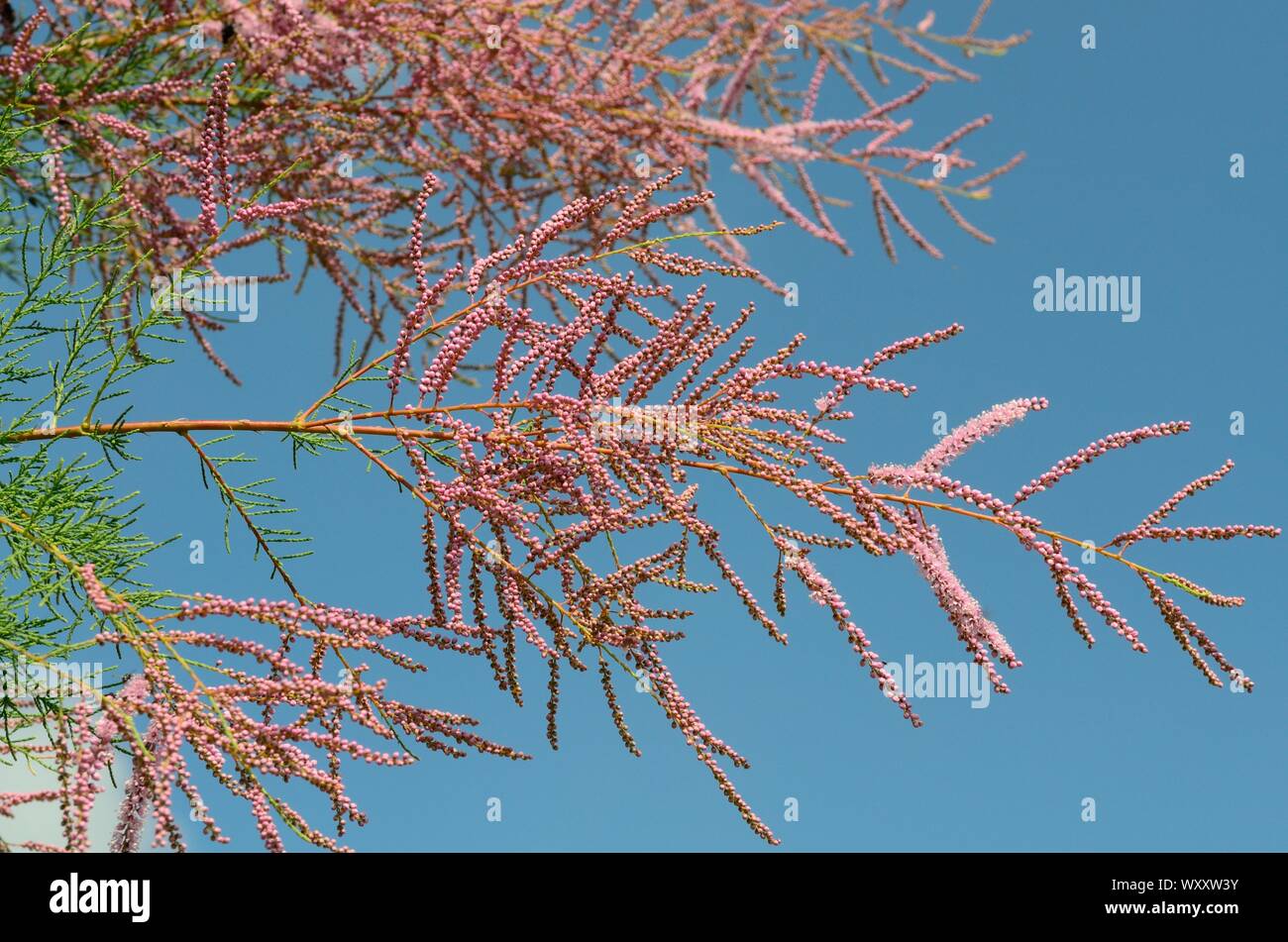 Tamarix ramosissima Pink Cascade gefiederten Schwaden von kleinen rosa Blüten auf überhängenden Zweigen Stockfoto