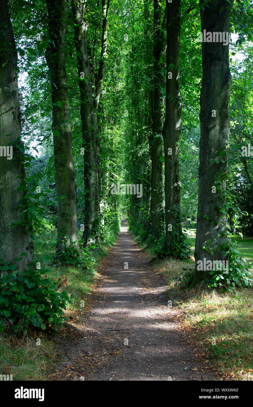 Eine lange Gerade schmalen Fußweg zwischen einem Stand von großer großer gerade Bäume mit der frühen Zeichen der fallenden Blätter am Ende des Sommers Stockfoto